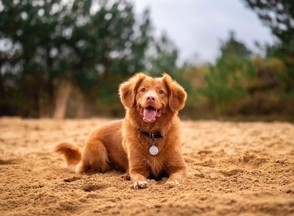 Comment choisir les bons accessoires pour son chien ?