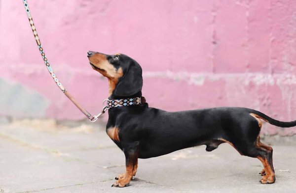 Où acheter des accessoires pour chiens de qualité ?