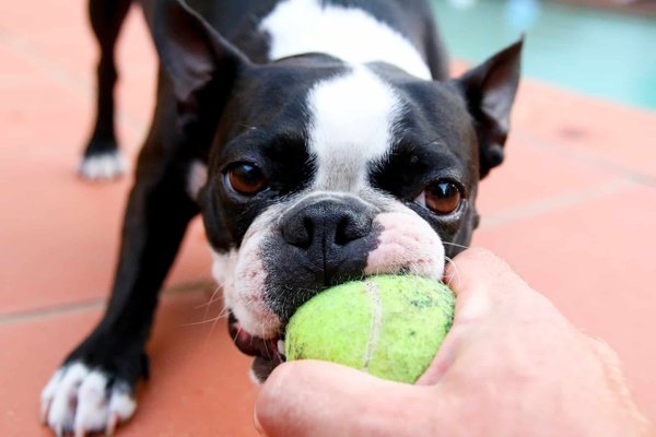 Comment jouer avec son chien ? Les jeux qui renforceront votre lien avec votre animal de compagnie