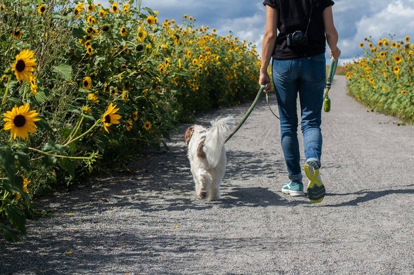 Où emmener son chien en promenade ?
