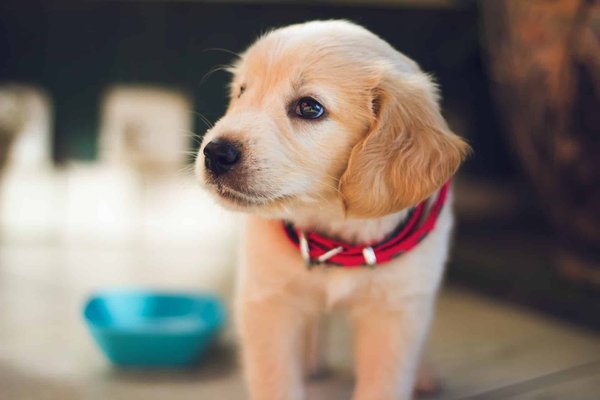 Quelle est la meilleure alimentation pour son chien ?