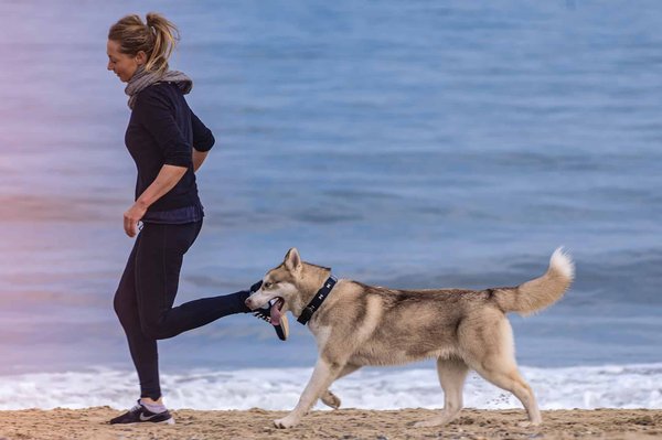Comment dresser son chien ?