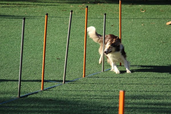 Quels sont les sports adaptés aux chiens ?