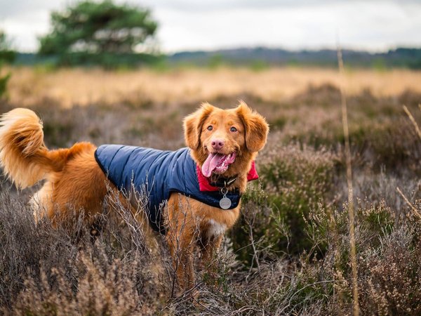 Comment occuper son chien physiquement ?