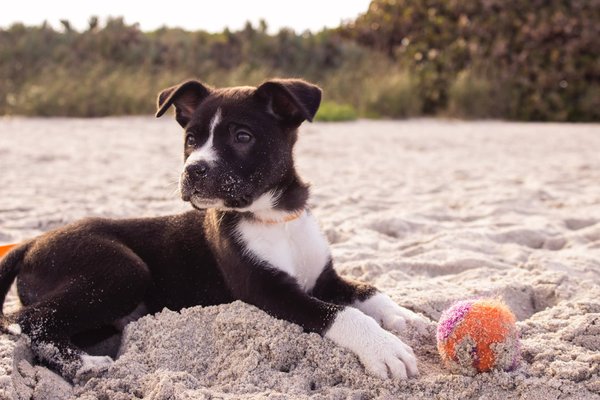 Comment éduquer son chien de manière bienveillante ?