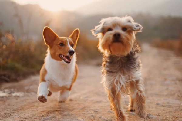 Comment prendre soin de la santé de son chien ?