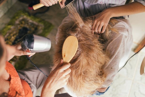 Comment brosser le poil de son chien pour qu'il soit heureux et en bonne santé ?
