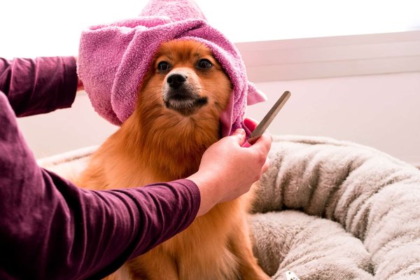 Comment toiletter son chien ?