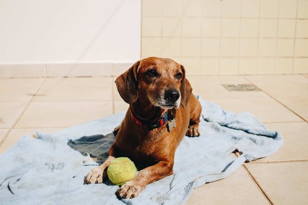 Comment baigner son chien en toute sécurité ?