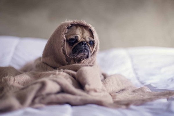 Comment prévenir les maladies chez son chien ?