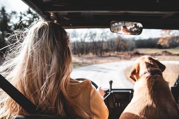 Comment voyager avec son chien en voiture ?