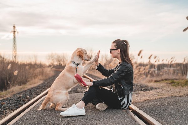 Comment voyager avec son chien en train ?